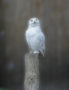 snowy-owl-449986_1280