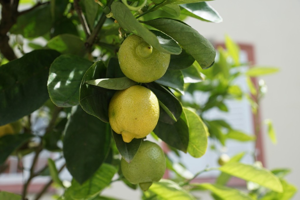 lemon-793906_1280