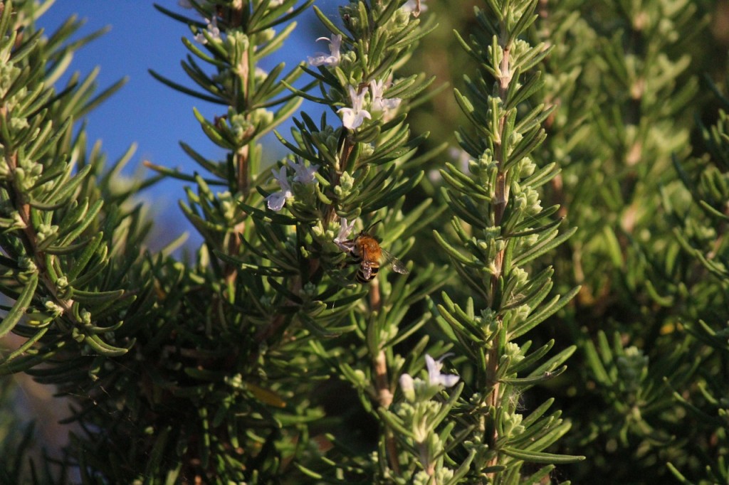 rosemary-1053409_1280