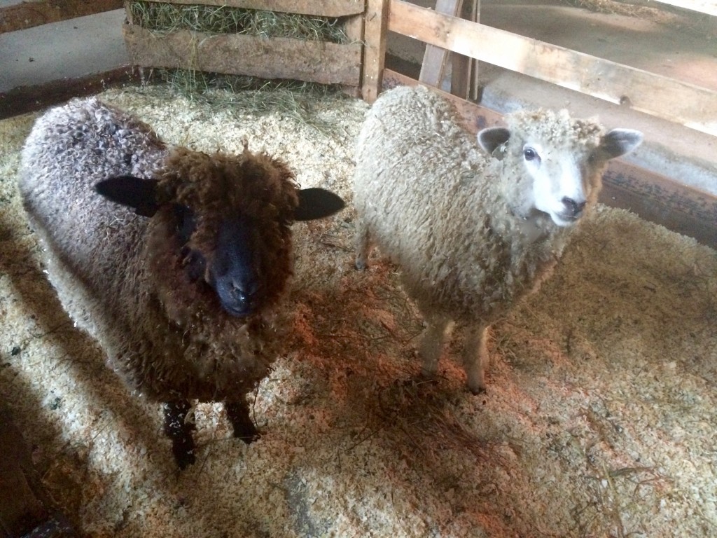 LAMBS (1)